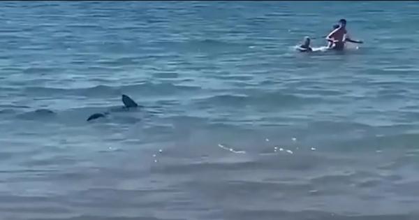 بالفيديو .. سمكة قرش تثير رعب المصطافين بأحد أشهر شواطئ اسبانيا